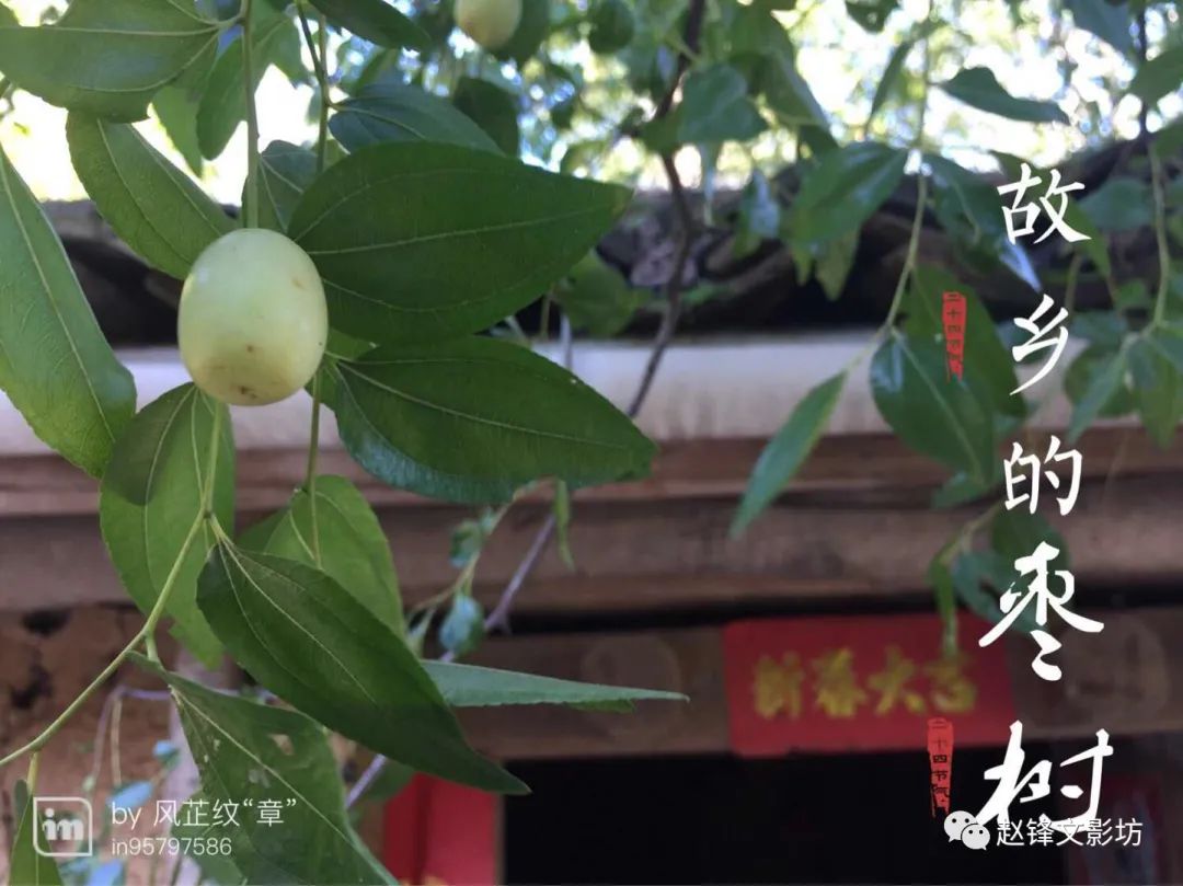 记住乡愁 45 赵锋 秋天里的枣树 百科ta说