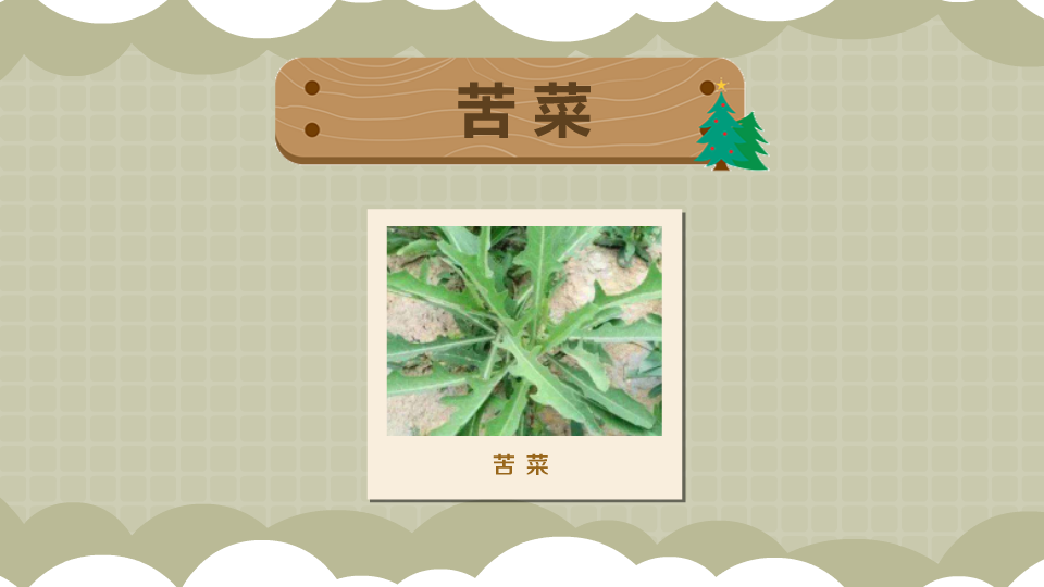 苦菜:人们喜食的一种多年生野生蔬菜