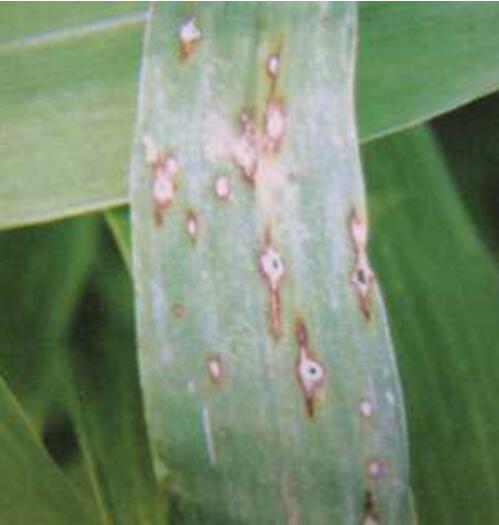 梨孢菌引起的,发生在 a target="_blank" href="/item/谷子/1195518"