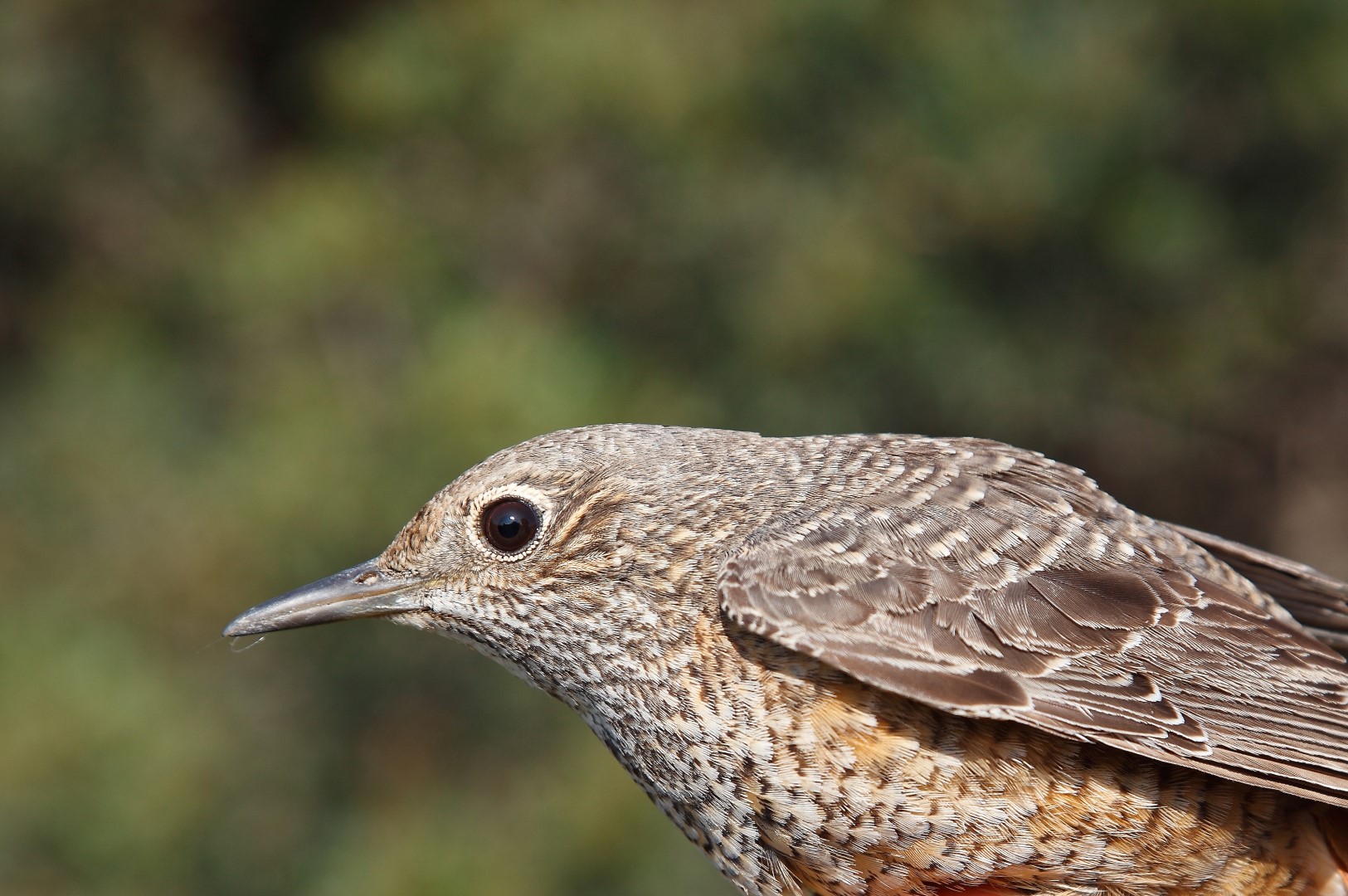  i>monticola saxatilis /i>)是鸫科,矶鸫属小型鸟类,体长18-20厘米