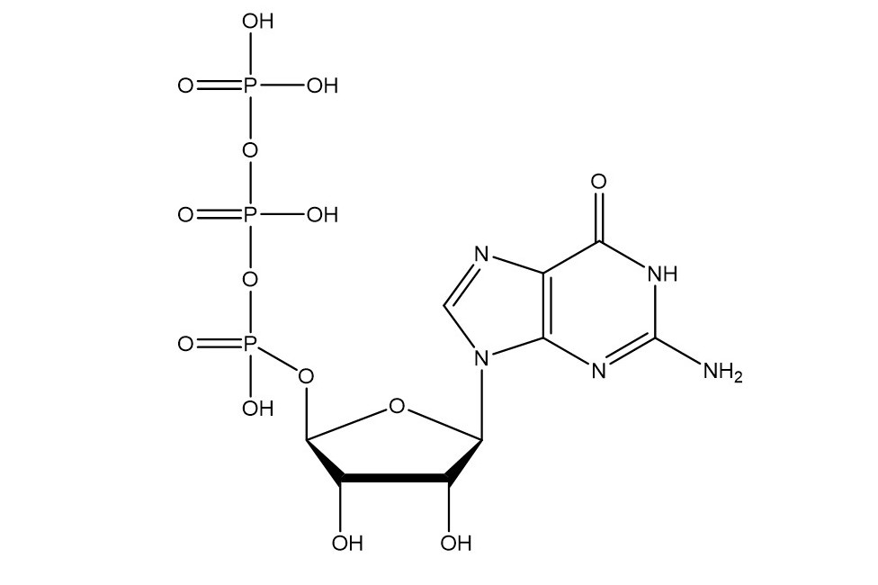 三磷酸鸟苷
