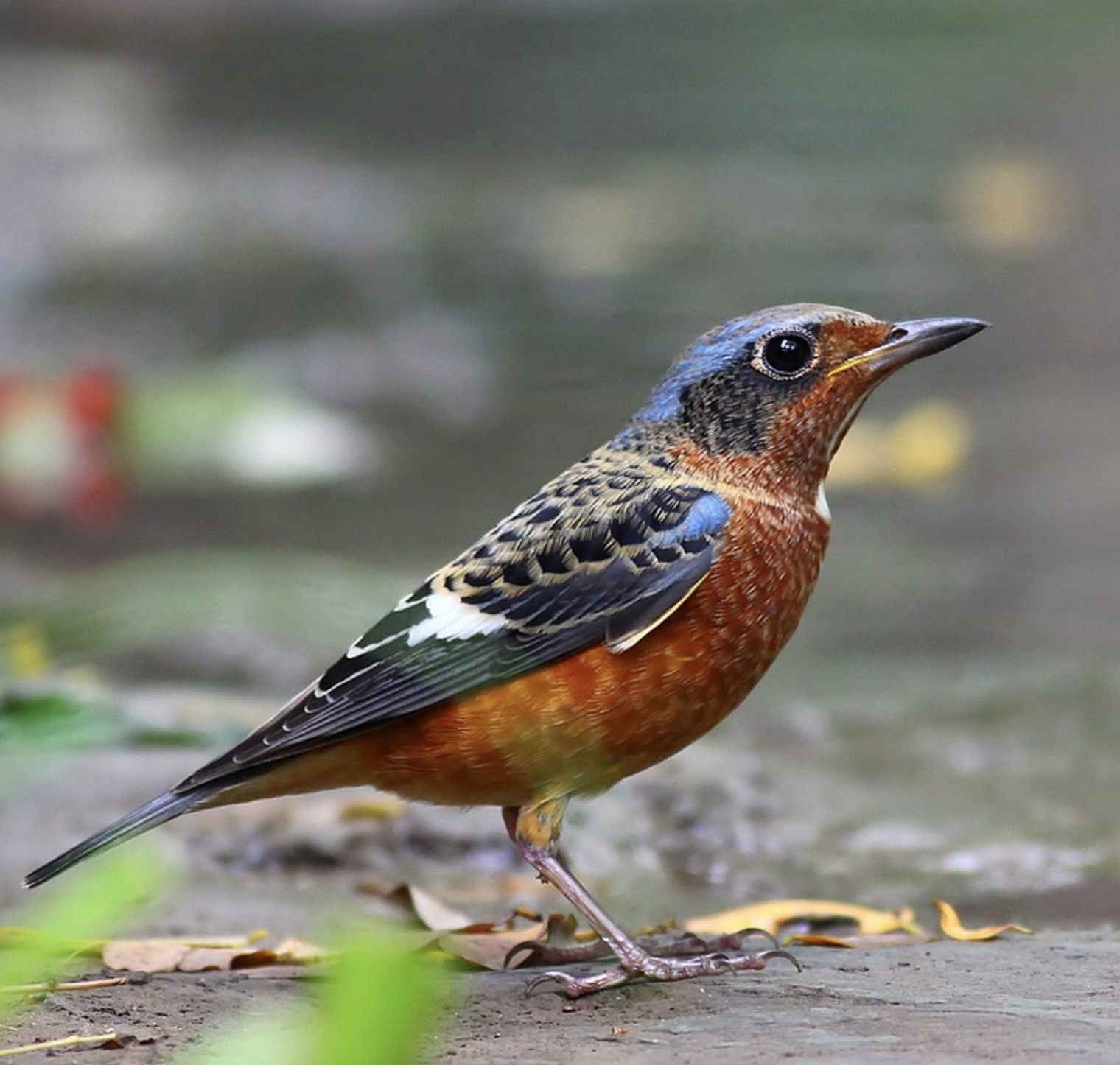 white-throated rock-thrush