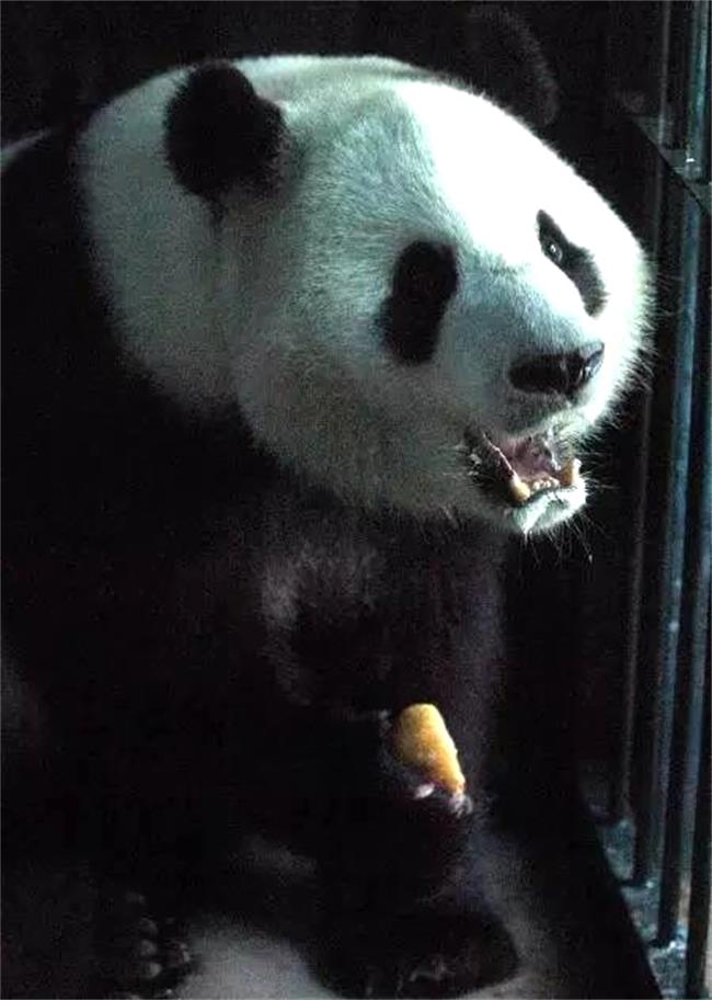  p data-id="gnayg51ljg">哈兰,野生大熊猫,雄性,谱系号287.