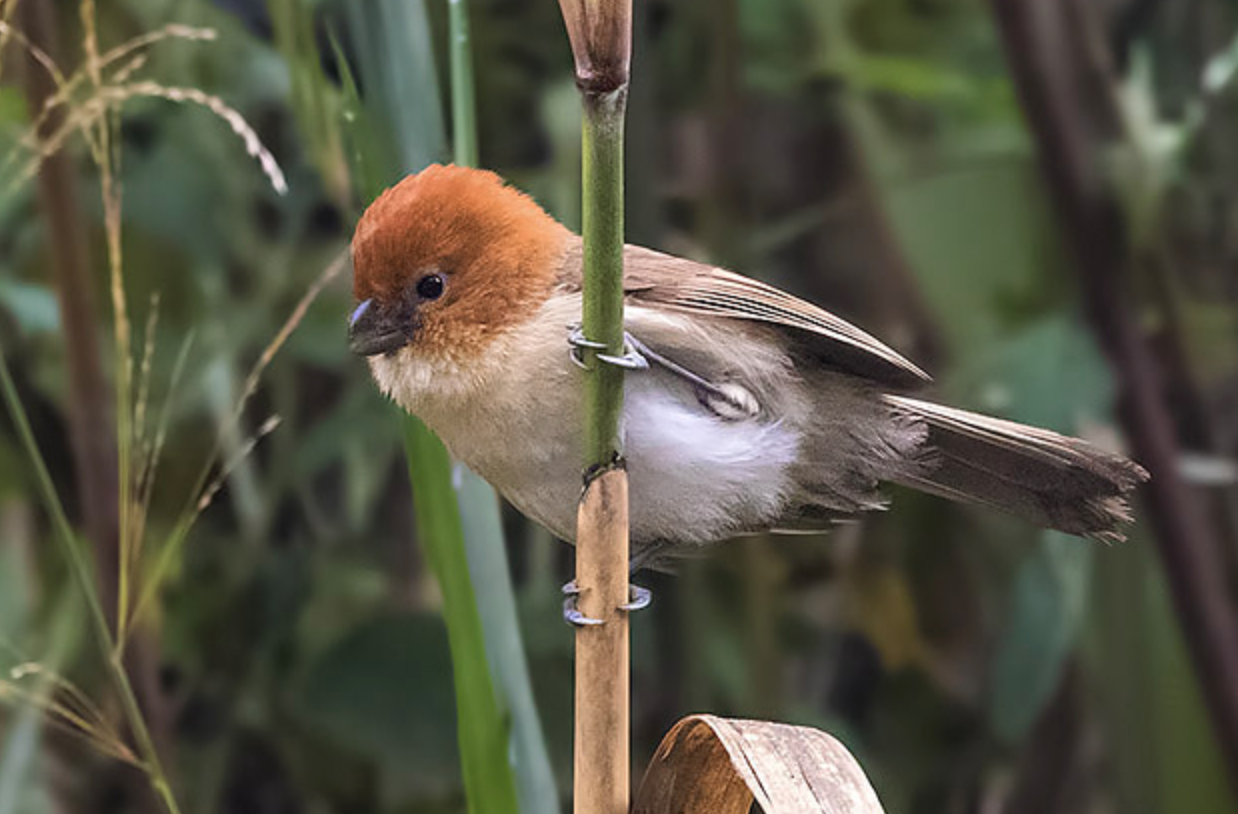  p>红头鸦雀(学名: i>psittiparus bakeri /i>)是 a target="_blank"