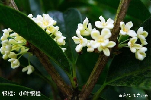 桂花——四大类主要二十五个名贵品种详介_百科TA说
