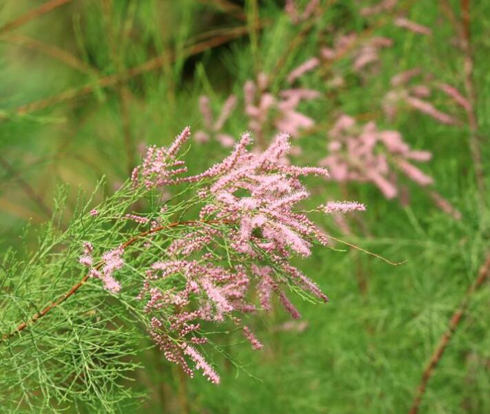 是柽柳科柽柳属乔木植物.
