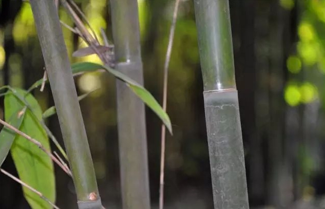  p>沙罗单竹(学名: i>schizostachyum funghomii /i> mcclure)是禾本