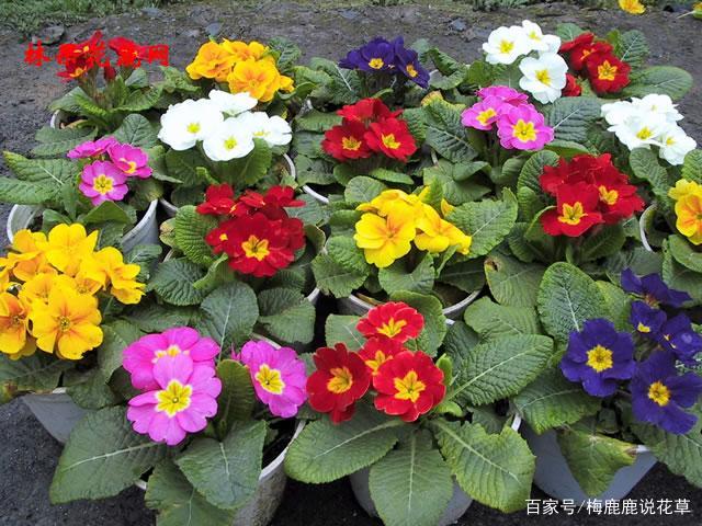 这几株草花是小美人 家中有一些花盆 每天都可以看到 百科ta说