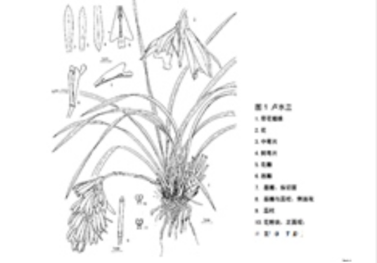泸水兰_百度百科