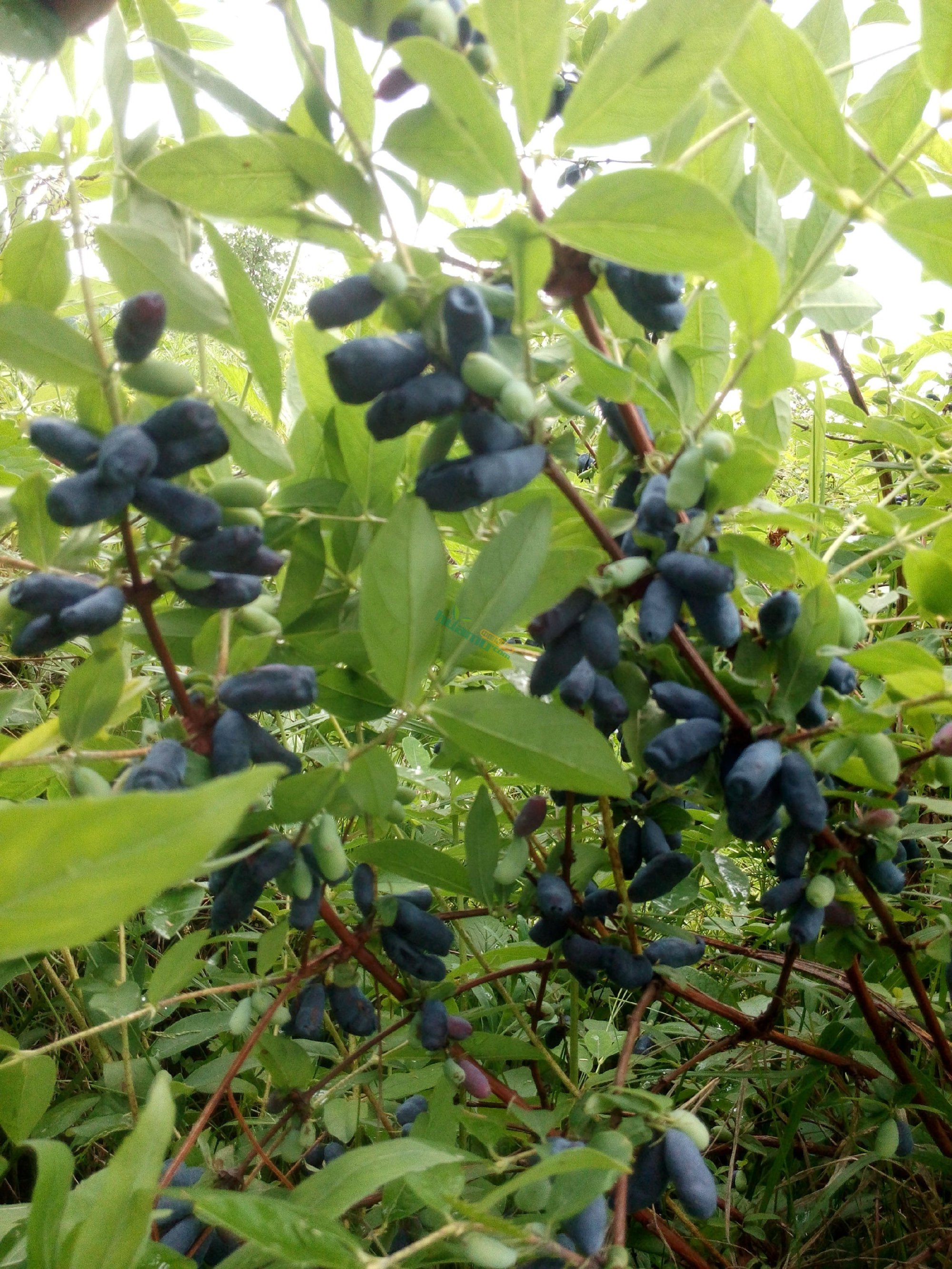 山茄子