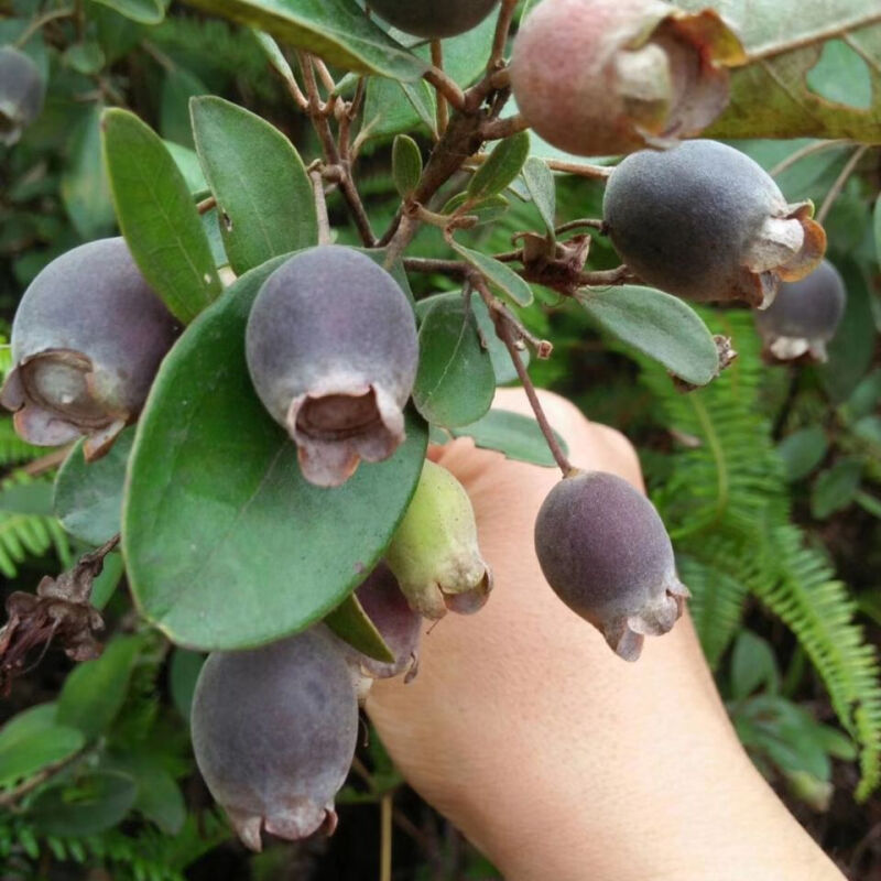 原名:南烛,别名:乌桐子,乌饭子,染菽,乌饭树,米饭树,乌饭叶,捻子等