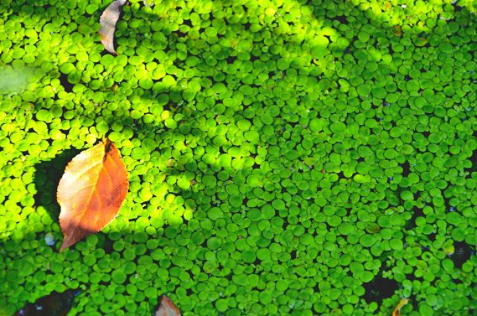 浮萍 我们有时凄凉有时捣乱 百科ta说