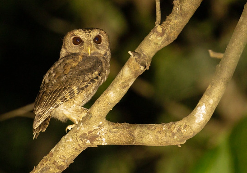 collared scops owl