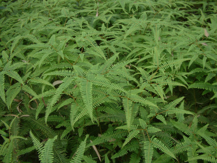 里白（里白科里白属植物）_百度百科