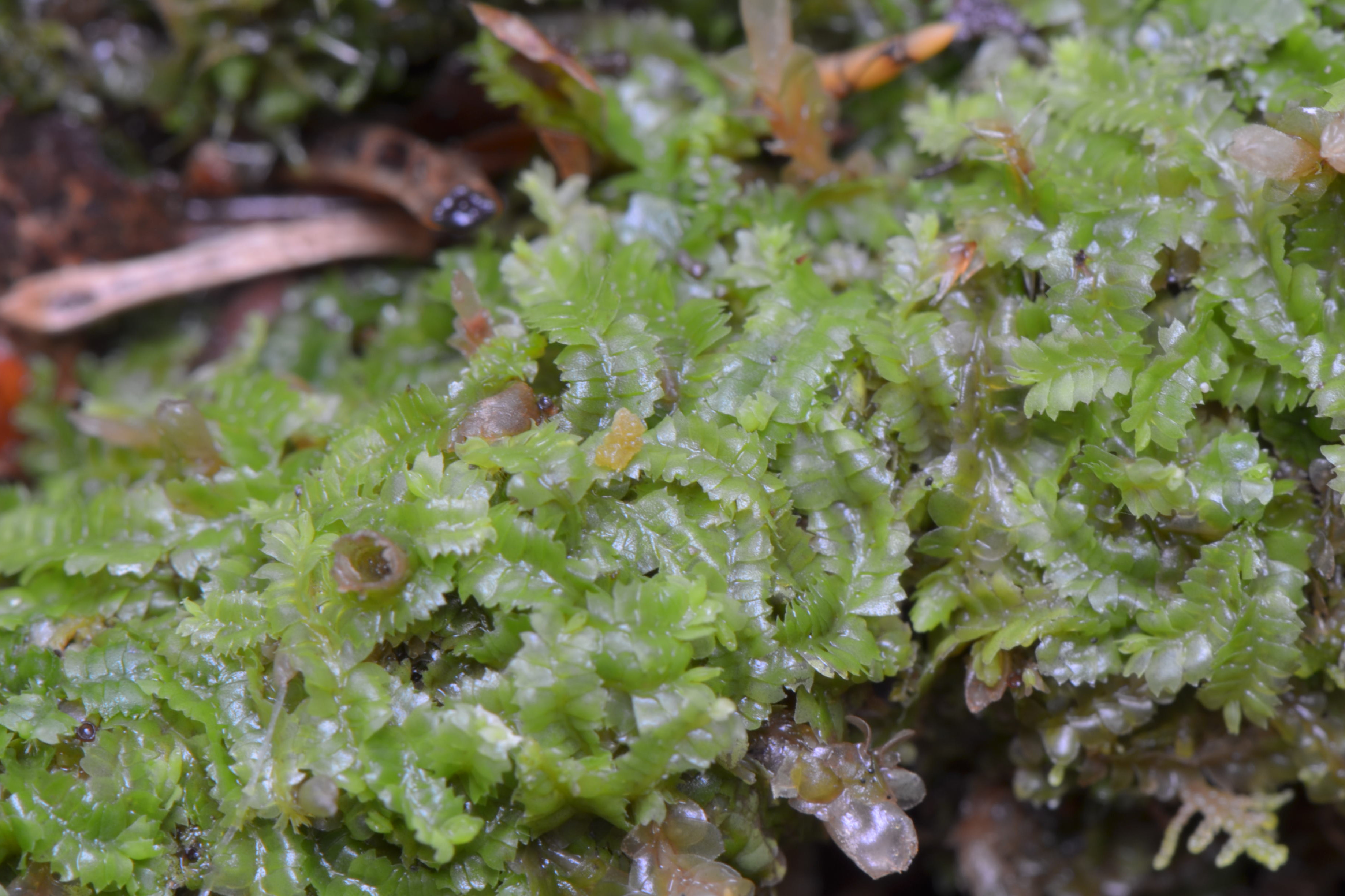  i>geocalyx /i>)是 a target="_blank" href="/item/苔纲/11048179"