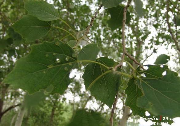  p>河北杨(学名: i> i>populus hopeiensis /i>  /i>hu et chow i>  