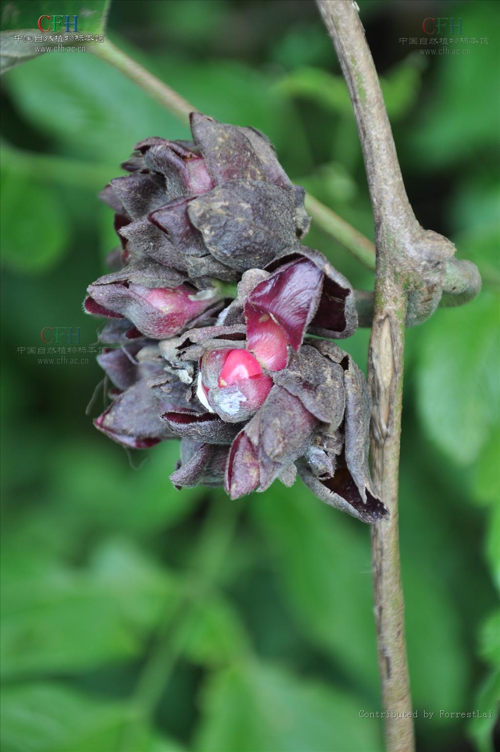  p>大叶银背藤,为 a target="_blank" href="/item/银背藤属/7796867"