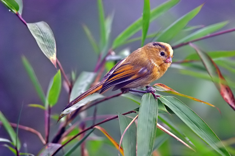  p>黄额鸦雀(学名: i>suthora fulvifrons /i>)是莺科,鸦雀属小型鸟类