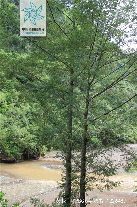  p>黄杉(学名: i>pseudotsuga sinensis /i> dode)是松科黄杉属植物