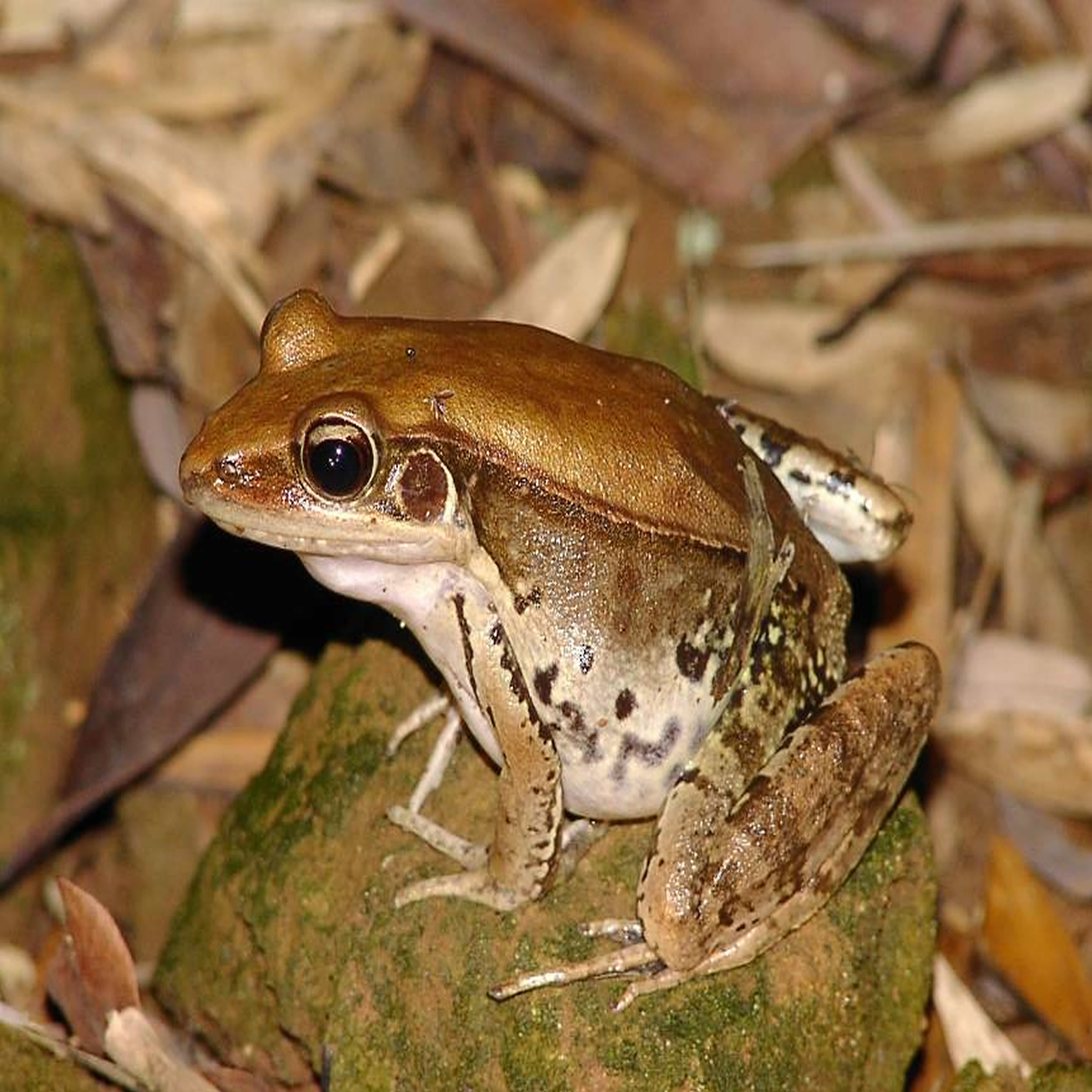 ="/item/亚洲/133681" data-lemmaid="133681">亚洲 /a>等地区的蛙类