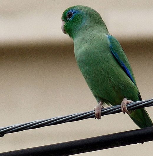  p>眼镜鹦哥(学名:forpus conspicillatus)是一种小鹦鹉,体羽主要是