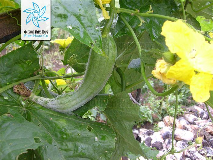  p>丝瓜属(luffa mill.