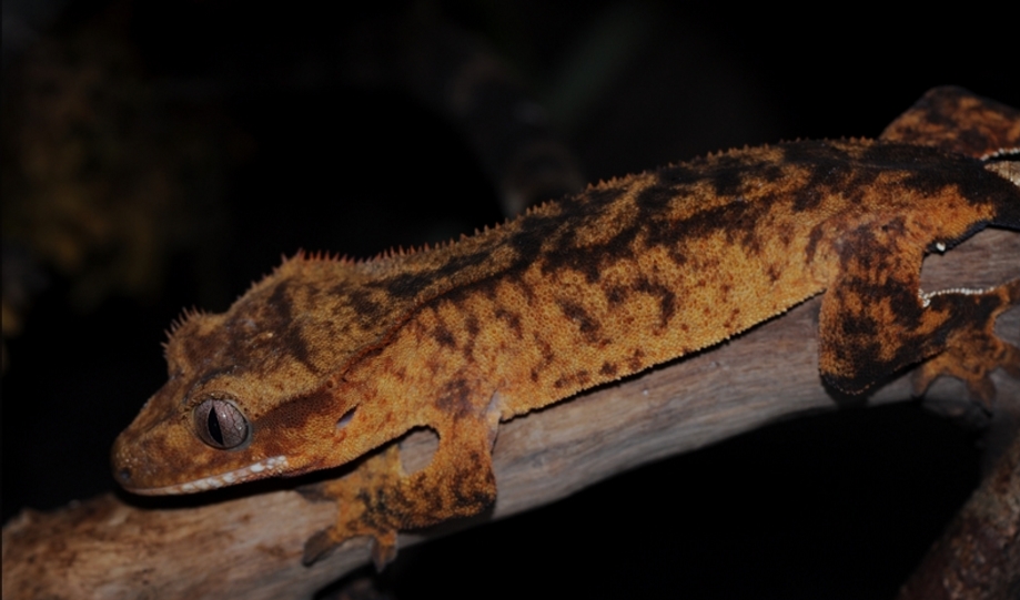  p>睫角守宫(学名: i>correlophus ciliatus /i>):是蜥蜴目,壁虎科