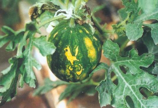 南方瓜区蕨叶型病毒病发生较普遍,尤以秋西瓜受害最重