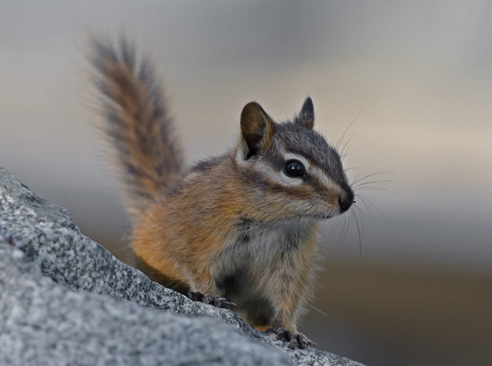 西伯利亚花栗鼠