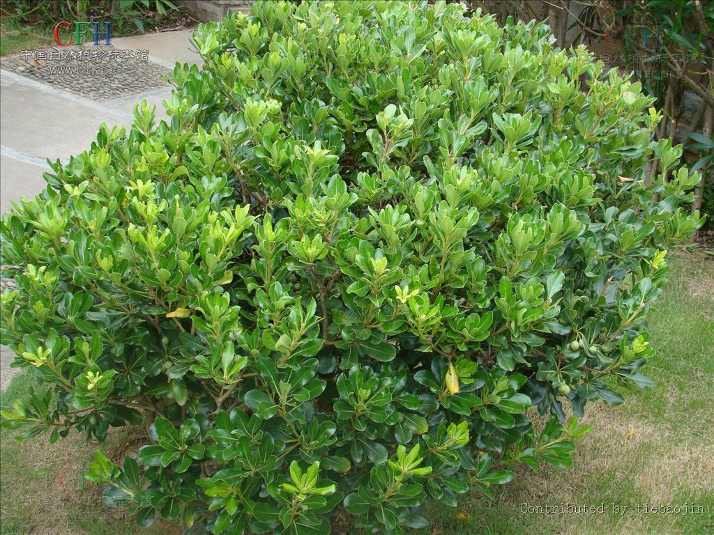  p>海桐(学名: i>pittosporum tobira /i>) ,是 a target="_blank"