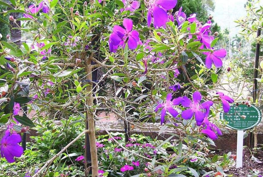  p>大野牡丹,别名:大暴牙郎,拉丁文名:melastoma imbricatum wall.