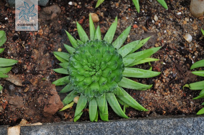  p>瓦松属(学名:orostachys (dc.) fisch.