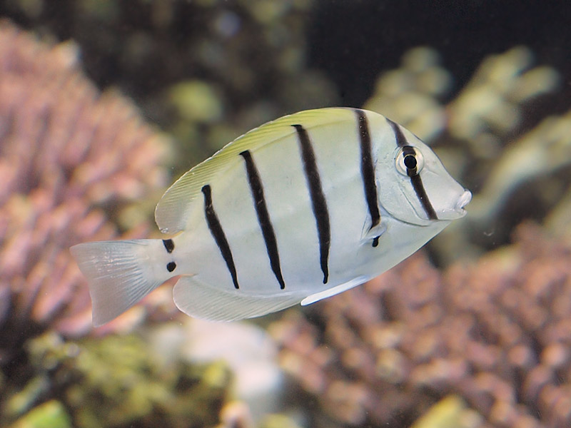  p>横带刺尾鱼(学名: i>acanthurus triostegus /i>(linnaeus,1758), 