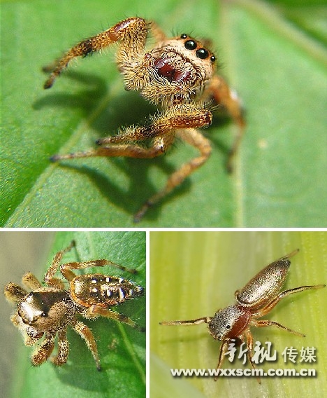 体长约3.5公分,在箭毒蛙家族中,属于大型的种类.