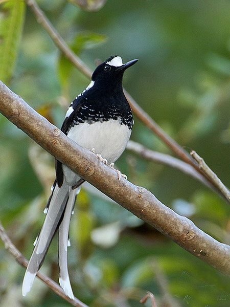 斑背燕尾指名亚种