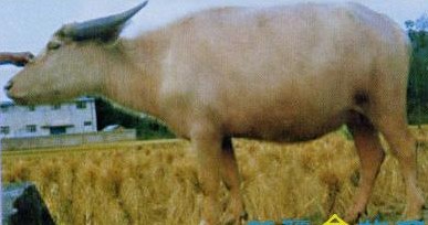  p>白水牛是 a target="_blank" href="/item/贵州/37015" data-lemma