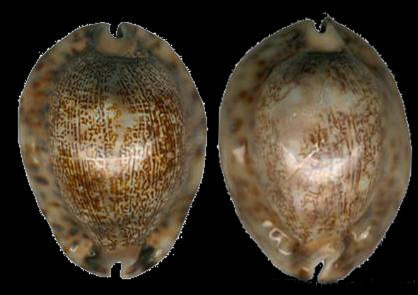  p>吉布宝螺(学名:mauritia arabica gibba)是 a