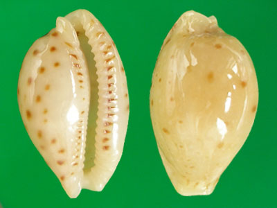  p>贝氏宝螺(学名:erosaria beckii beckii)是腹