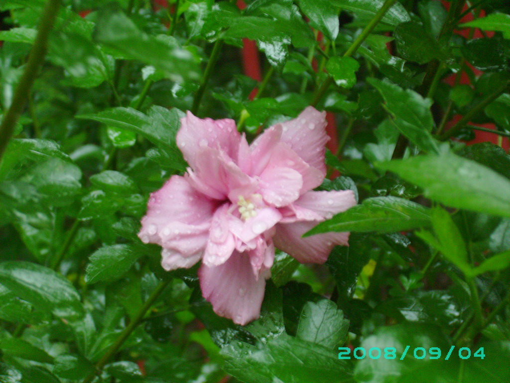  p>华西秋雨(autumn rain of west china),是我国华西地区秋季多雨的