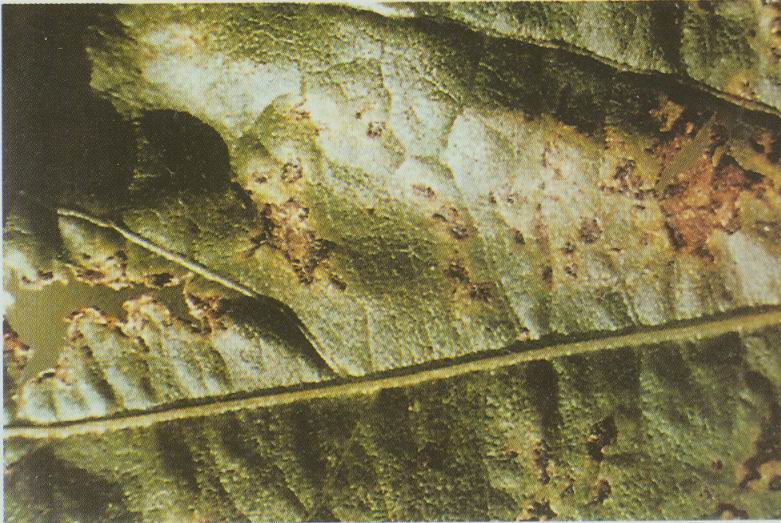  p>斑点病:又名白星病,穿孔病,褐斑病,叶点霉斑等名称.