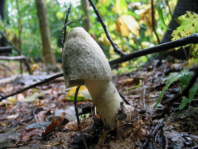 phallus ravenelii