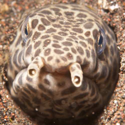  p>纹蛇鳗,又称斑纹蛇鳗,俗名为海蛇,也叫海鳗.
