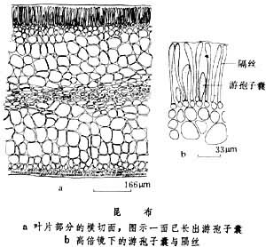  p>昆布属, a target="_blank" href="/item/海带目/8441998" data
