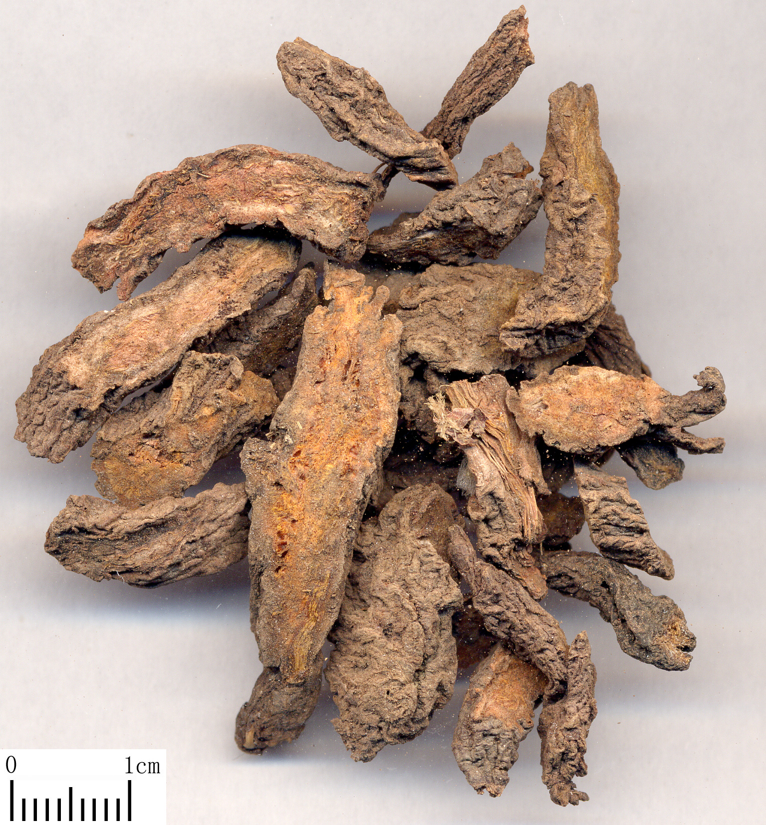  p>大戟(学名: i>euphorbia pekinensis /i> rupr.