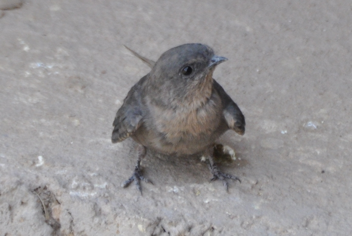 ">燕科 /a>岩燕属的 a href="#" data-lemmaid="278334">鸟类 /a>