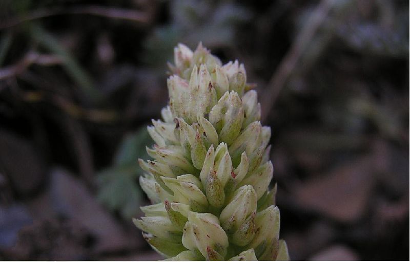  p>黄花瓦松〔学名: i>orostachys /i>  i>spinosa /i> (l.