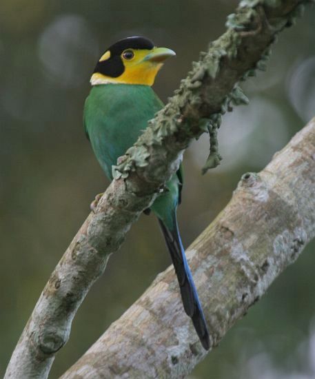 psarisomus dalhousiae