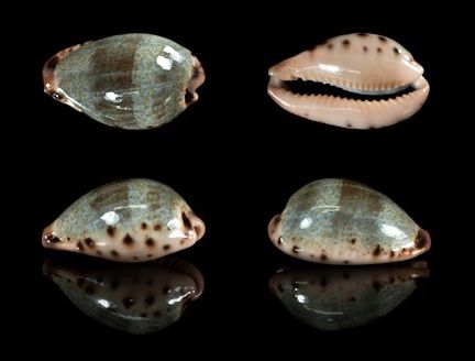  p>黄齿宝螺(学名:erronea xanthodon xanthodon)是腹足纲宝螺科的 a