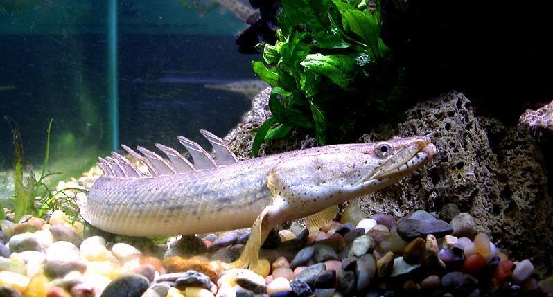  p>恩氏多鳍鱼(polypterus endlicheri)又称虎纹恐龙王,为多鳍鱼目,多