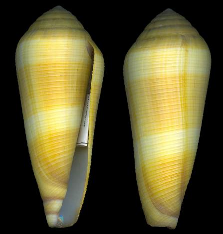  p>竹笋芋螺(学名:virgiconus terebra terebra)贝壳厚实,壳表乳黄色